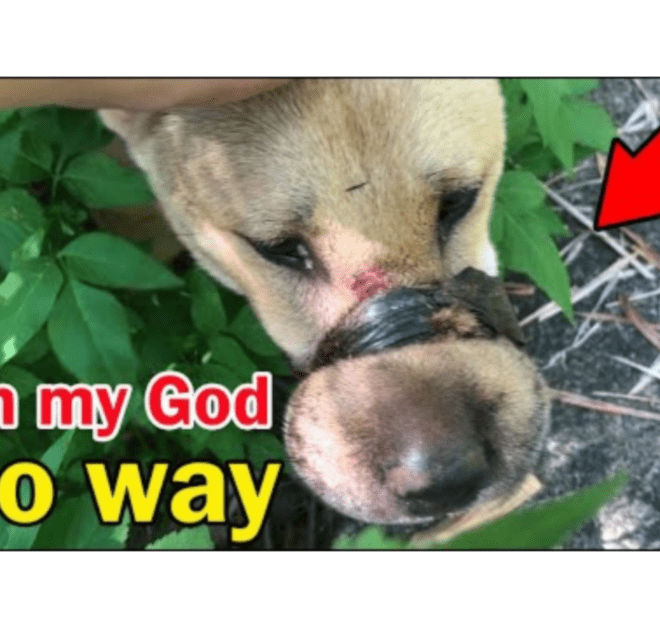 Abandoned Dog with Duct tape around its mouth